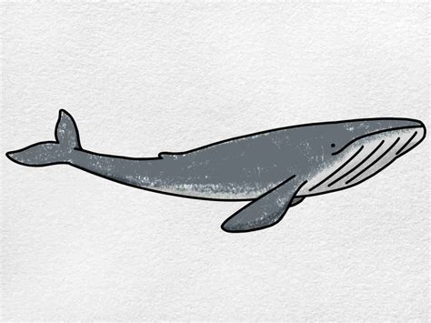whale drswing